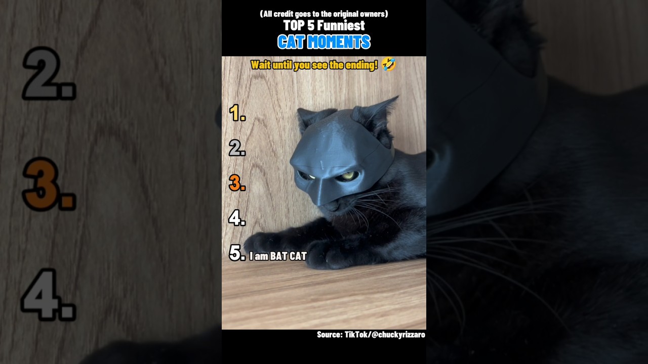 😂 Top 5 Funniest Cat Moments You Can't Miss! 🐱