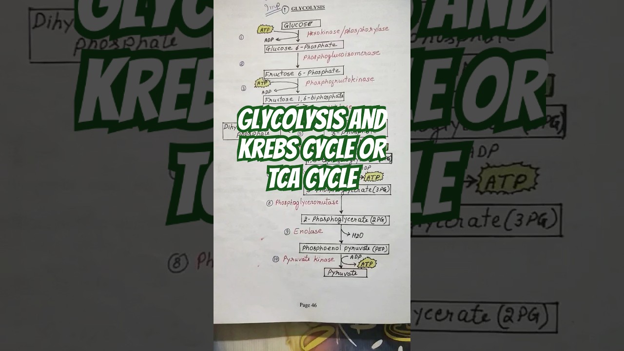 Glycolysis & TCA Cycle Overview 🧬