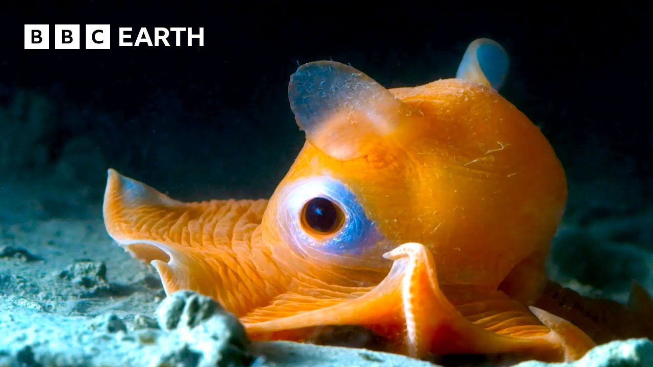 Wild Animals: Amazing Moments Caught on Camera πΎ