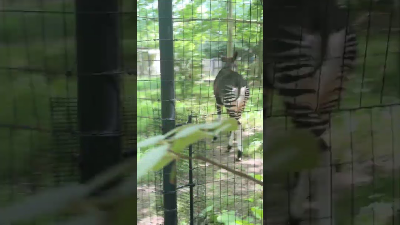 Okapi Sound Insights 🦓