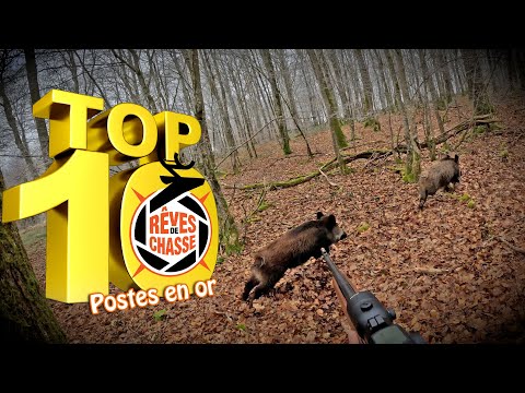Top 10 Rêves De Chasse n°35 - Septembre 2025 - Postes en or en battues (grosse réussite!)
