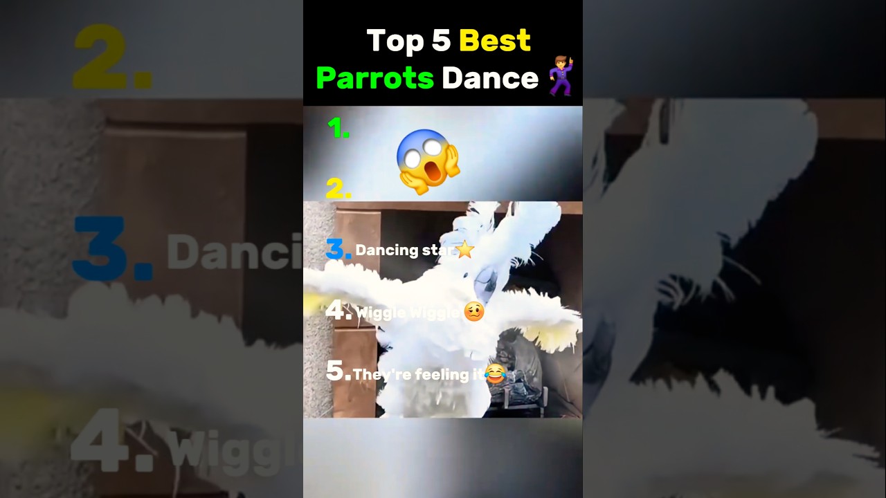 Top 5 Parrots Dancing to Music 🦜
