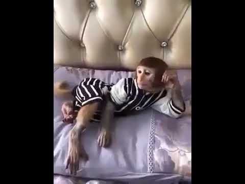 Fokaha 2017 Event Overview