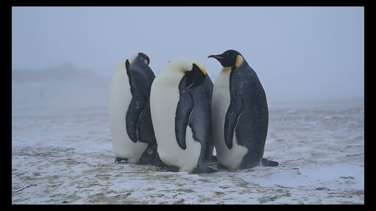 Tempête à Dumont d'Urville, Antarctique ❄️