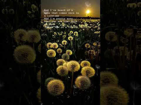 Dandelions Lyrics edit,,,, @RuthB #shorts
