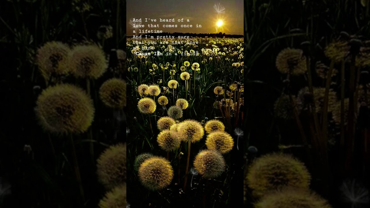 Dandelions Lyrics Edited by Ruth B. ๐ถ | Short & Sweet
