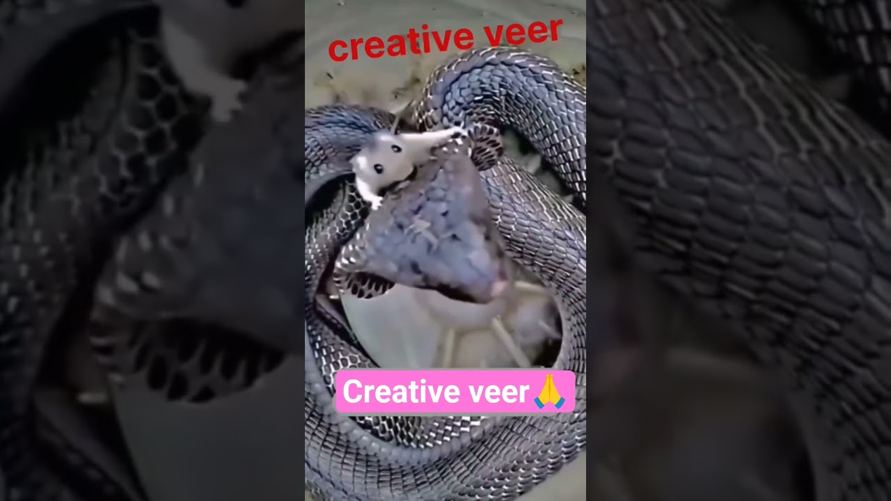 Ultimate Entertainment Shorts 🎬: Must-Watch Videos You Can't Miss!