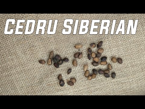Cedru siberian din seminte - Ep 1 Stratificarea