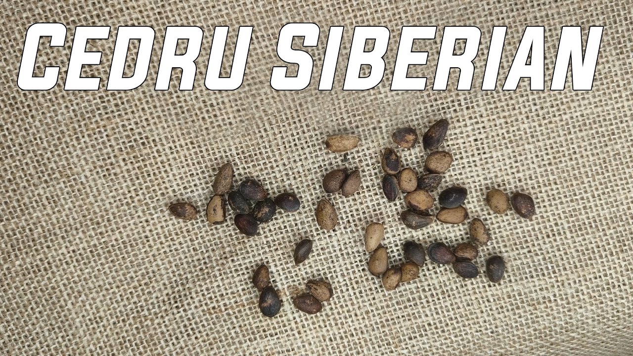 Cum să încolțești Cedru Siberian din semințe 🌲 | Ep. 1: Stratificarea