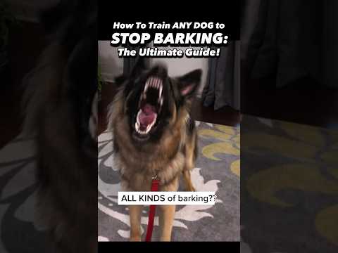 This is what I learned after 19 years training dogs to STOP BARKING 🙉 #dogtrainer #dogtraining #dog