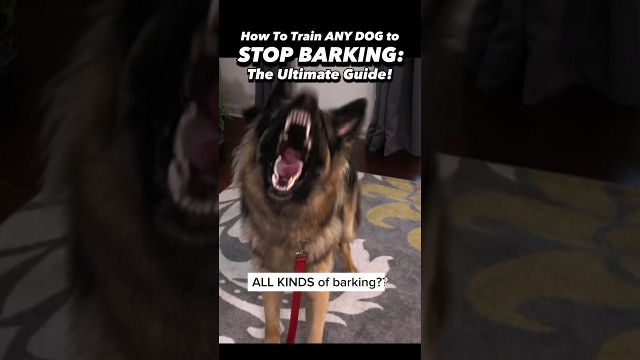 19 Years of Dog Training Secrets to Stop Excessive Barking 🐶