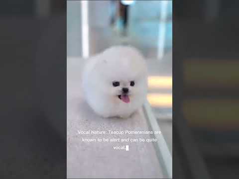 "Adorable and Tiny: Everything You Need to Know About Teacup Pomeranians"#TeacupPomeranian #animals