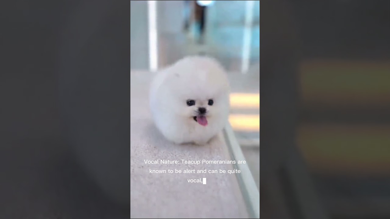 Tiny but Mighty: 5 Surprising Facts About Teacup Pomeranians 🐶
