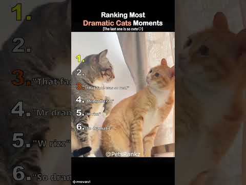 Ranking Most Dramatic Cats Moments 😹🎭 (You Won’t Believe No.1) #shorts