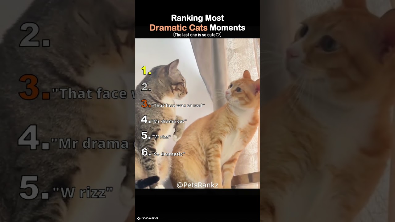 Top 10 Most Dramatic Cat Moments You Have to See 😹