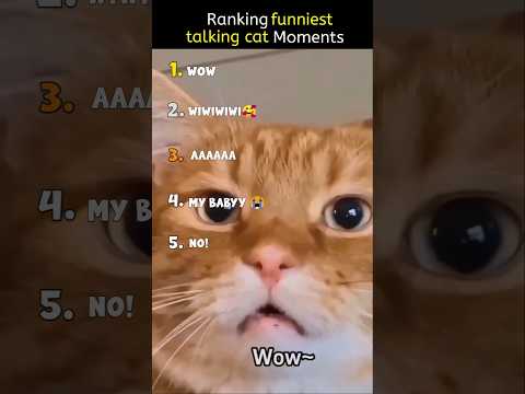 Ranking the funniest talking cat moments