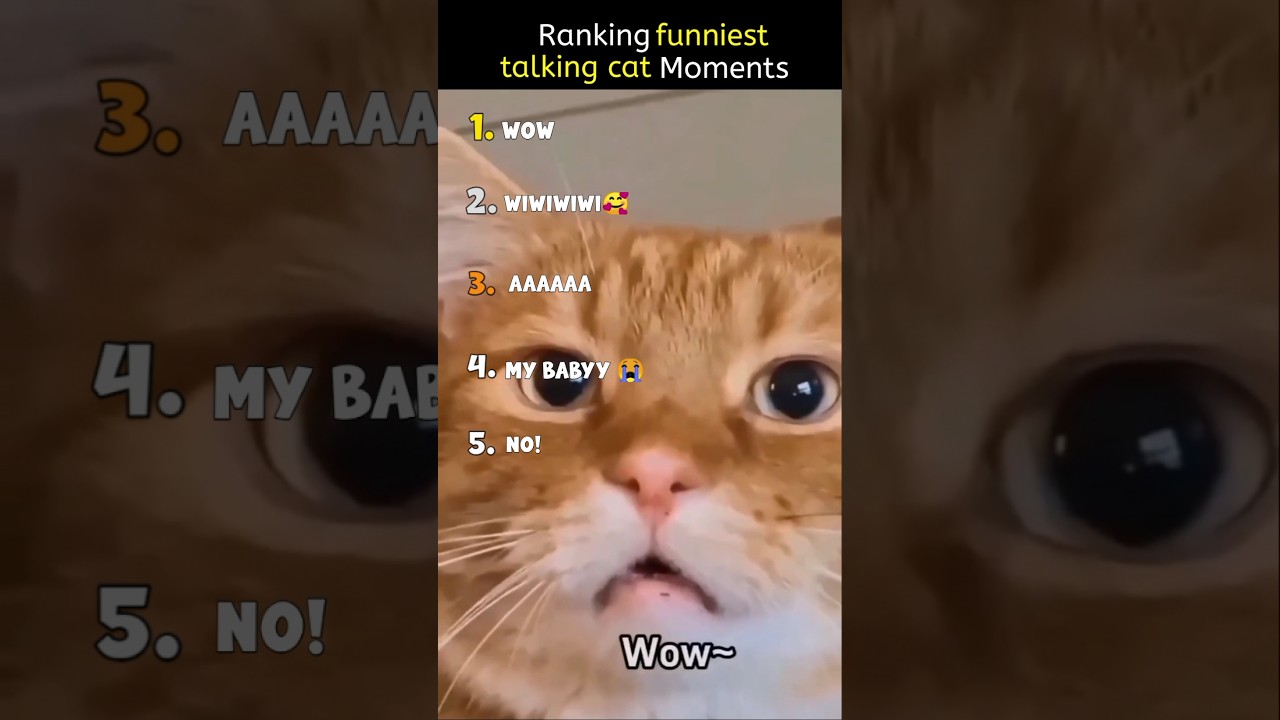Top 10 Funniest Talking Cat Moments You Can't Miss 😹