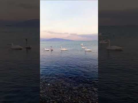 Огромный лебедей романтика красота 😍 нажимайте на экран два раза