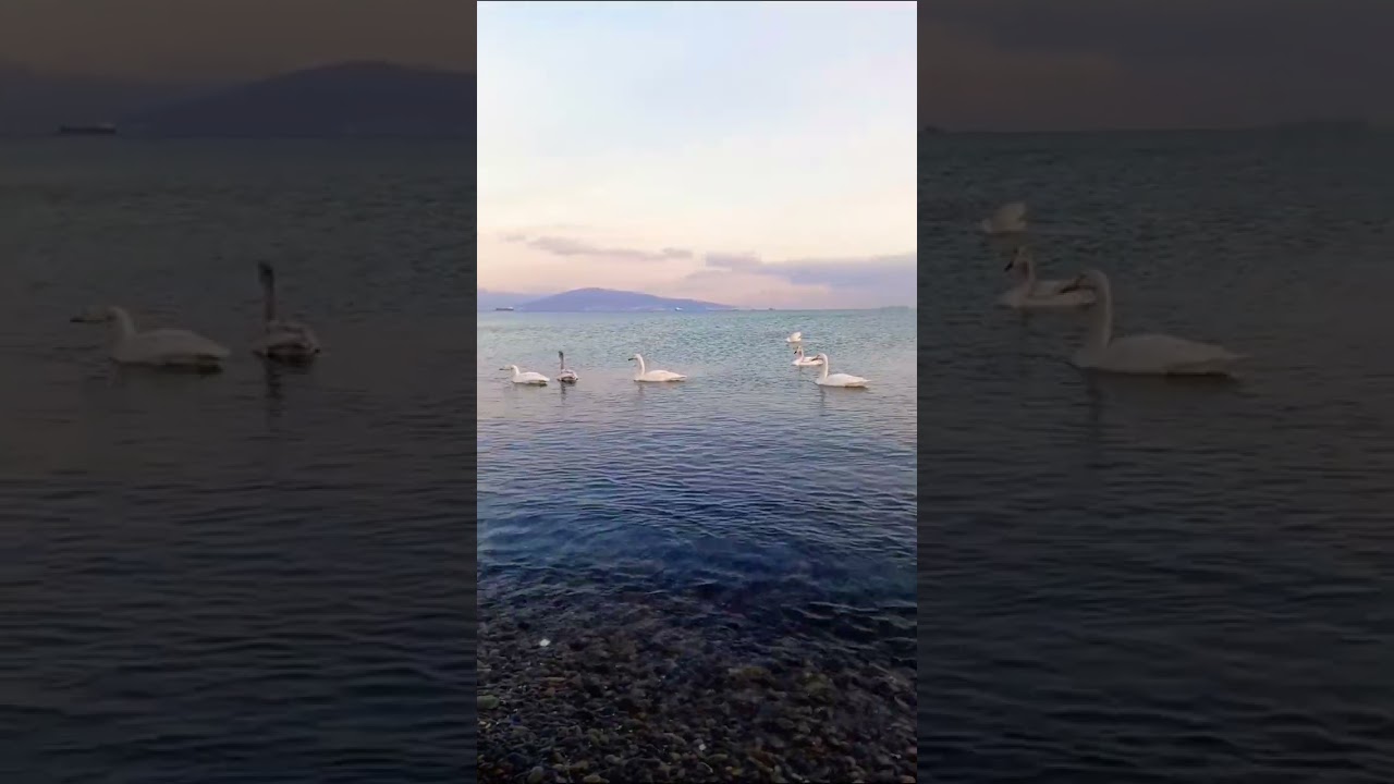 Погрузитесь в волшебство романтики и красоты лебедей 🦢