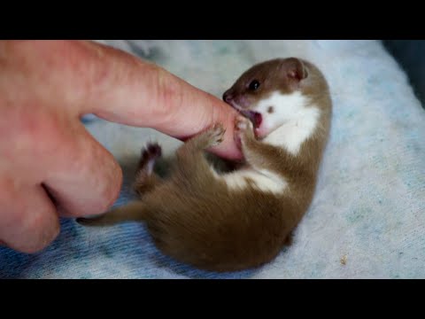 Baby Weasel Playtime | Weasels: Feisty & Fearless | BBC Earth