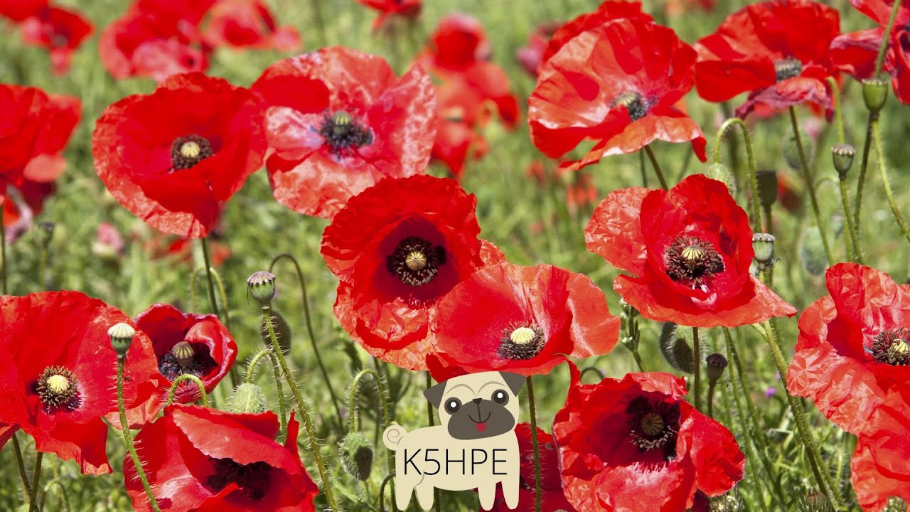 Poppies Remembrance Day Choir Song 🎶