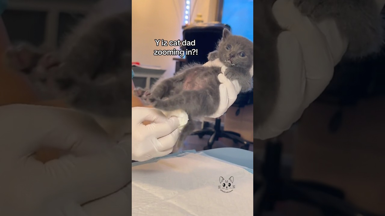Helping Orphaned Kittens Go Potty π½