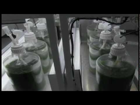 Algae used as an energy source?