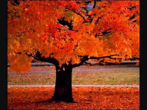 Vivaldi's Four Seasons by Budapest Strings 🎻