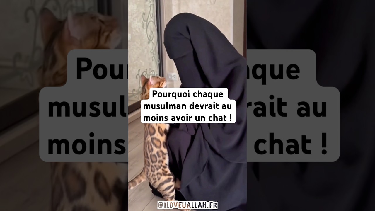 Pourquoi chaque musulman devrait avoir un chat 🐱