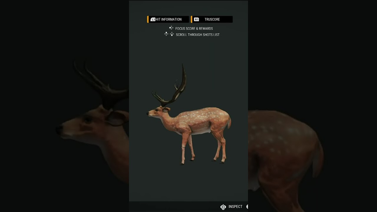 Lever Action AXIS 💎 Diamond Barely in The Hunter