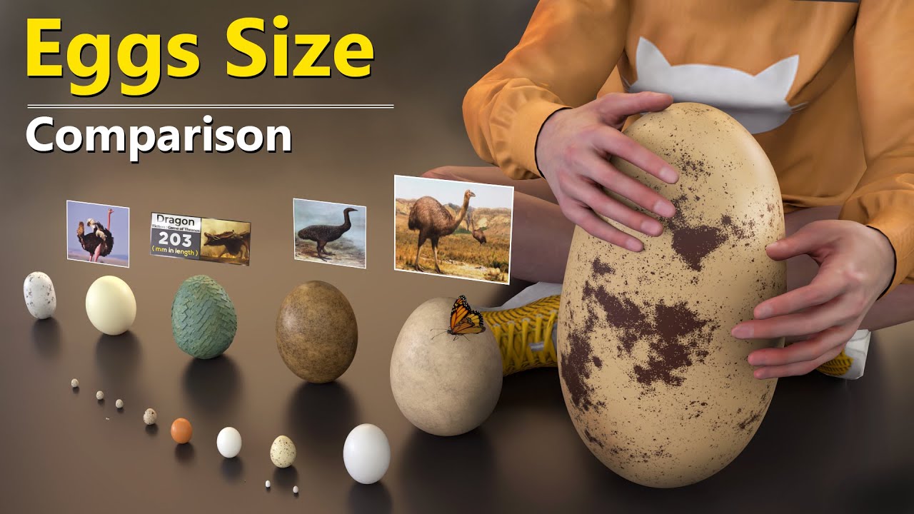 Egg Size Comparison: Godzilla & More 🥚