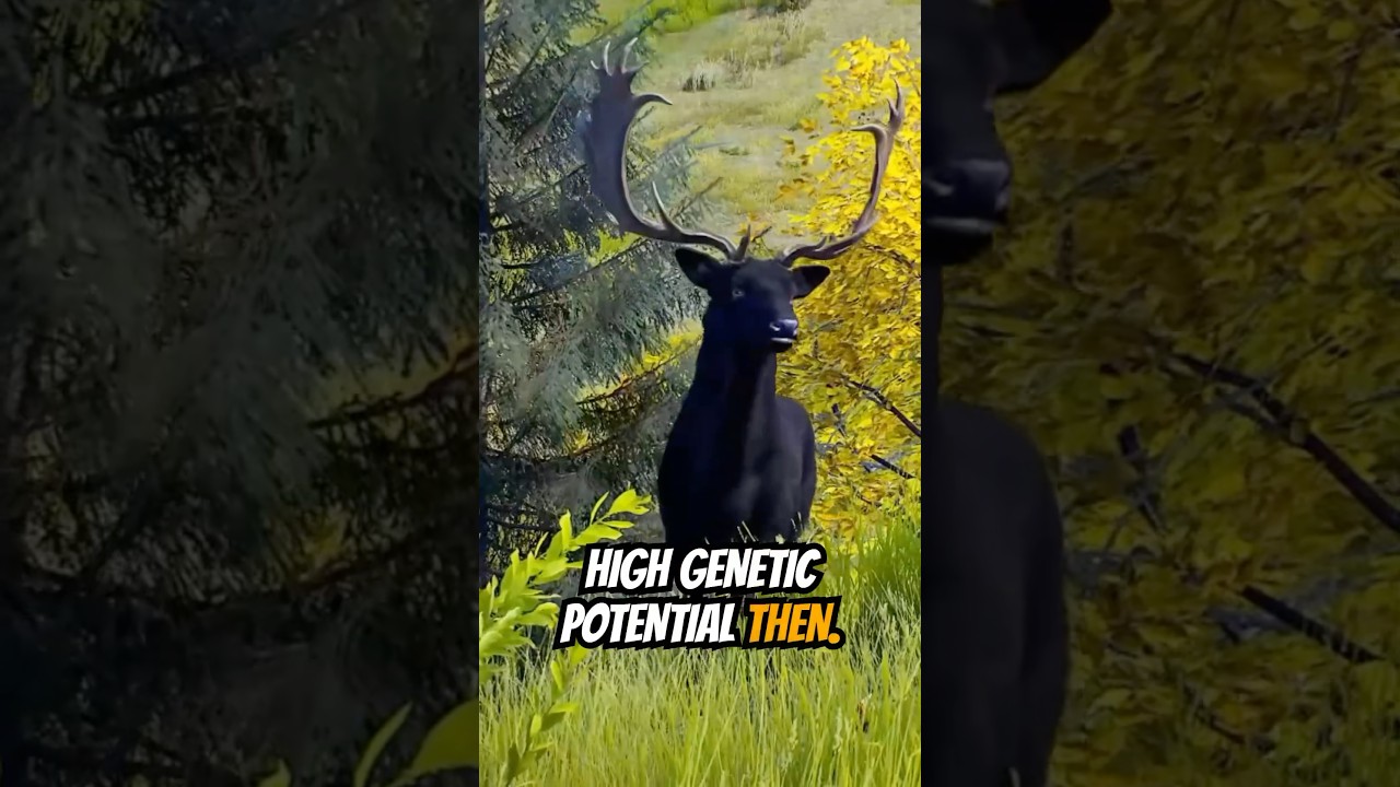 Rare 5-Star Melanistic Fallow Deer 🦌