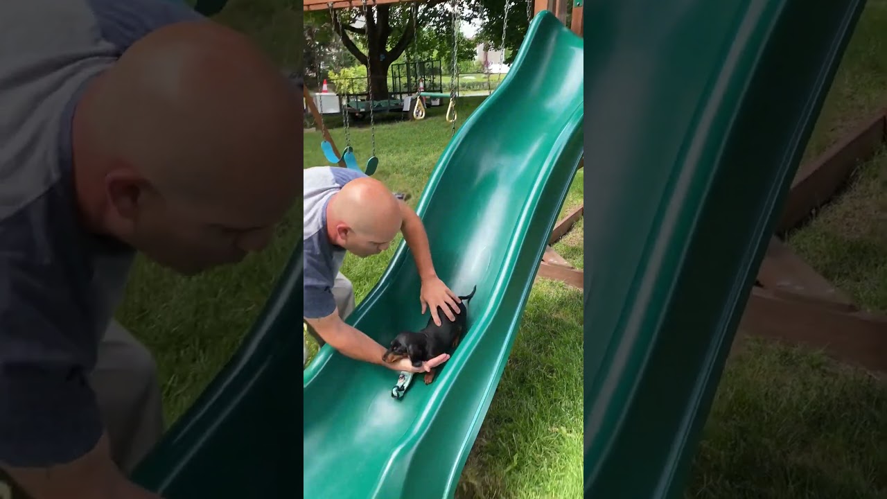 Adorable Pinscher Puppy Can't Get Enough of Playground Slides! 🐶
