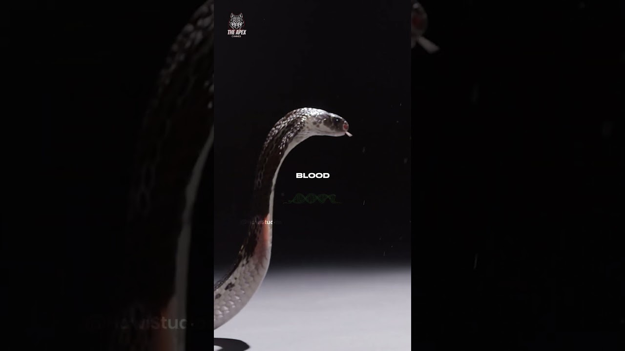 Mongoose vs King Cobra: Who Wins?
