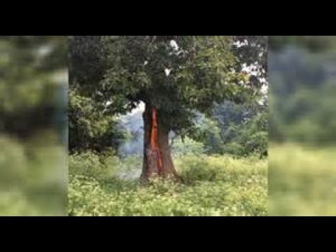 VID00033 file on Trees Burning From Inside Out