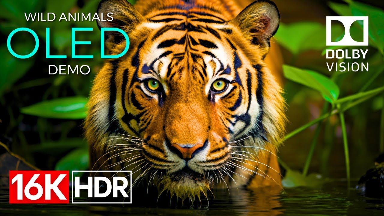 Wild Animals OLED Demo in 16K HDR & Dolby Vision 🦁