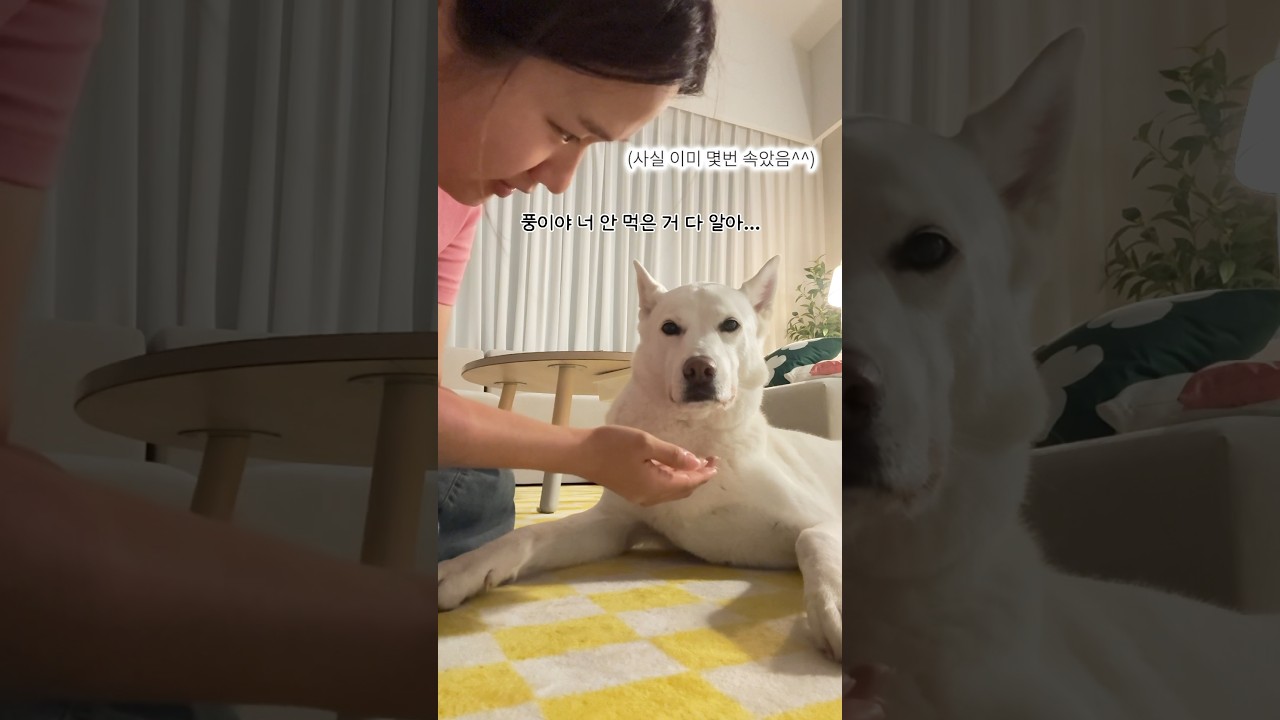 진돗개 거짓말 들킨 웃긴 순간 😂