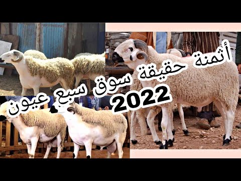 أجي تشوف أثمنة خروف العيد/2022. اجواء سوق سبع عيون أثمنة خيالية😨