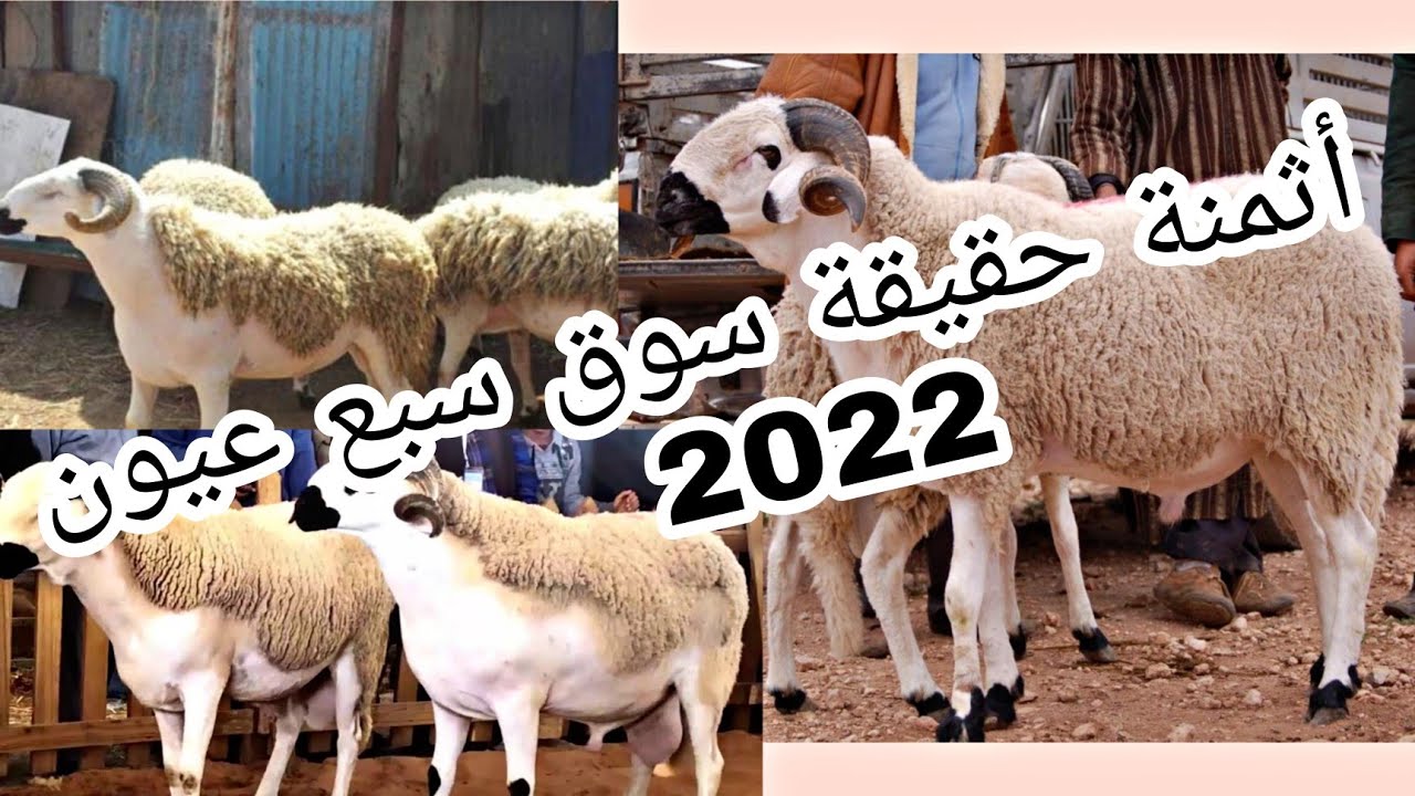 أسعار خروف العيد 2022 في سوق سبع عيون 😱 تعرف على الأسعار الآن!