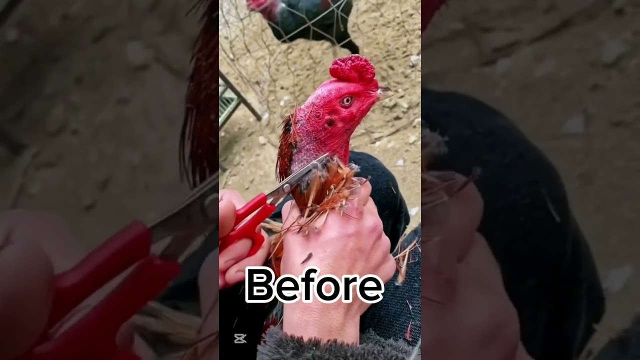 After 3 minutes #aseelhenfarm #aseelmurga #roosterfarm #cricketmatch #chicken #aseelhen #rooster #bi