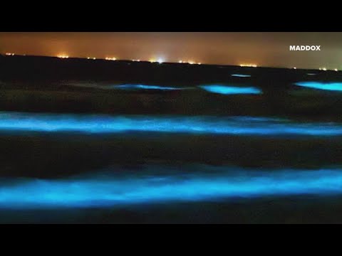 'Sea sparkle' algae makes Texas beach water glow blue