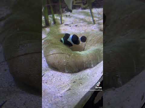 Let’s Feed Our Anemone! Starring Emo Nemo 🤩 #aquarium #clownfish #waikiki