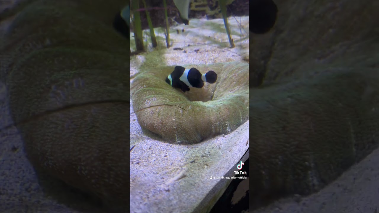 Join the Fun: Feeding Emo Nemo's Anemone! 🐠