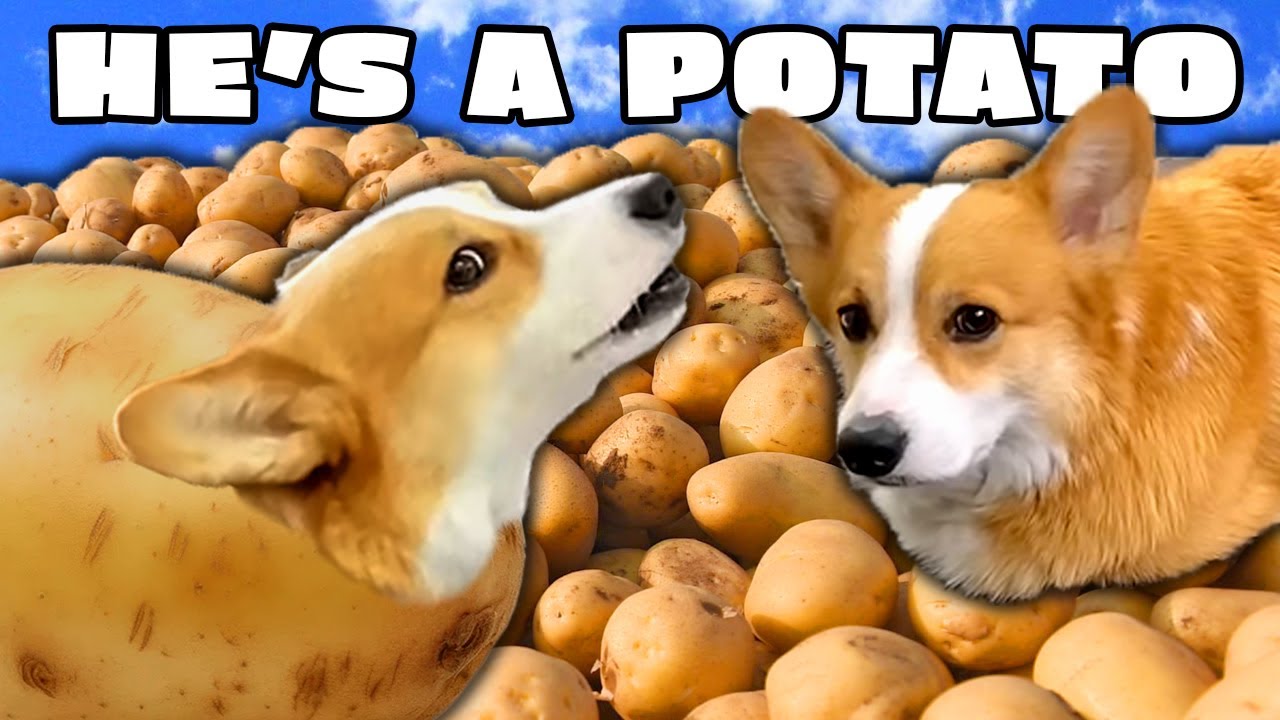 Hammy as a Couch Potato 🥔 Compilation