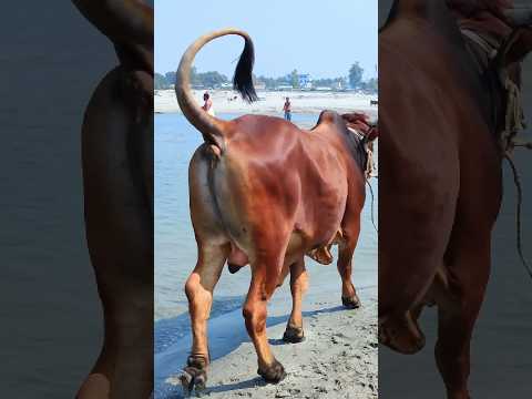 Cow videos 344๐
#shortsvideo #funnyshorts #funny #cowGoru #cowcow #funnycow #animals
