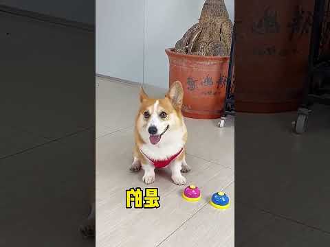 Outsmarting My Dog Every Day After Becoming a Pet Parent! Which Ancient Chinese Strategy Did...