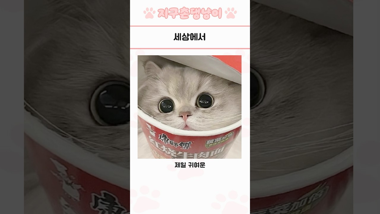 심쿵 주의! 귀여운 동물 모음 176탄 🐾