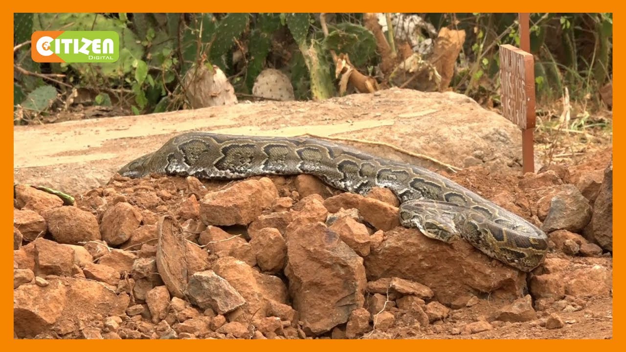 Shocking Encounter: Python Appears After Snake Charmer's Funeral in Baringo 🐍