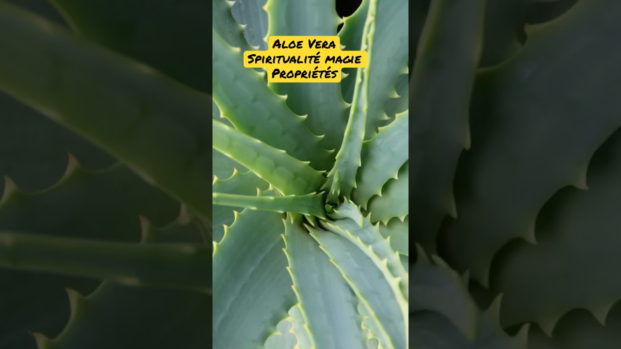 Aloe Vera: Esoteric Powers & Spiritual Uses 🌿