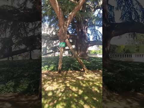 Cedru de Liban -  de 219 ani